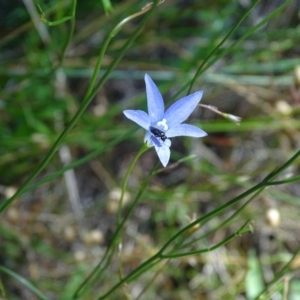 Eurys sp. (genus) at Isaacs Ridge - 1 Jan 2024