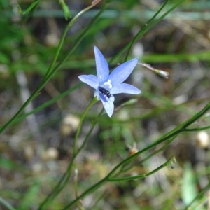 Eurys sp. (genus) at Isaacs Ridge - 1 Jan 2024