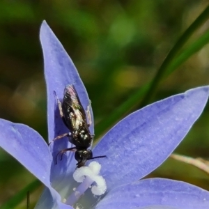 Eurys sp. (genus) at Isaacs Ridge - 1 Jan 2024