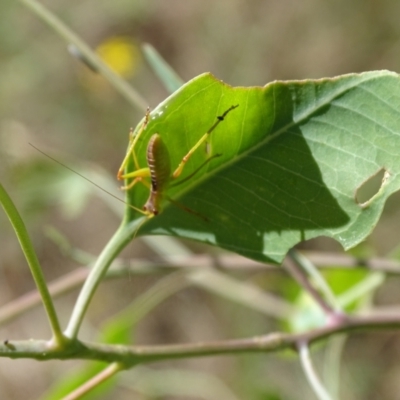 Caedicia simplex (Common Garden Katydid) at Isaacs Ridge and Nearby - 1 Jan 2024 by Mike