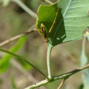 Caedicia simplex at Isaacs Ridge - 1 Jan 2024 04:21 PM