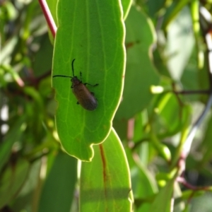 Ecnolagria grandis at Isaacs Ridge and Nearby - 1 Jan 2024 05:28 PM