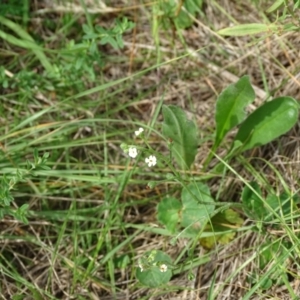 Hackelia suaveolens at Isaacs Ridge and Nearby - 2 Jan 2024