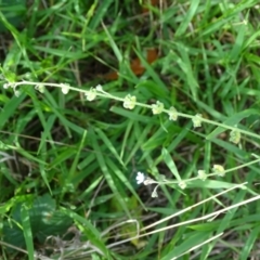 Cynoglossum australe (Australian Forget-me-not) at Isaacs Ridge and Nearby - 2 Jan 2024 by Mike