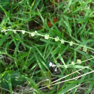 Cynoglossum australe at Isaacs Ridge and Nearby - 2 Jan 2024