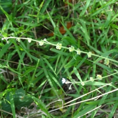 Cynoglossum australe (Australian Forget-me-not) at Isaacs Ridge and Nearby - 2 Jan 2024 by Mike