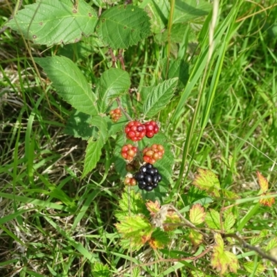 Rubus anglocandicans (Blackberry) at Isaacs Ridge and Nearby - 2 Jan 2024 by Mike