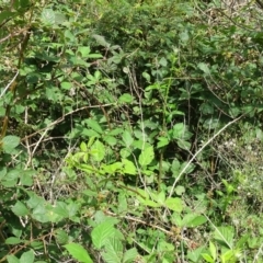 Rubus anglocandicans at Isaacs Ridge and Nearby - 2 Jan 2024 05:11 PM