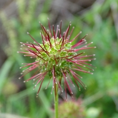 Acaena novae-zelandiae (Bidgee Widgee) at Isaacs Ridge and Nearby - 2 Jan 2024 by Mike