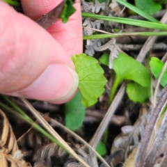 Viola silicestris at Monga National Park - 2 Jan 2024