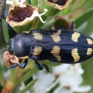 Castiarina octospilota at QPRC LGA - 2 Jan 2024