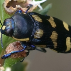 Castiarina octospilota at QPRC LGA - 2 Jan 2024