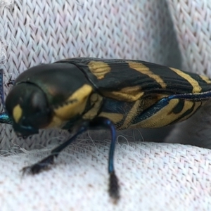 Castiarina octospilota at QPRC LGA - 2 Jan 2024