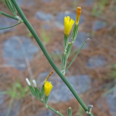 Chondrilla juncea (Skeleton Weed) at Isaacs Ridge and Nearby - 2 Jan 2024 by Mike