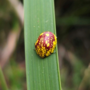 Paropsis maculata at QPRC LGA - 2 Jan 2024