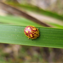 Paropsis maculata at QPRC LGA - 2 Jan 2024