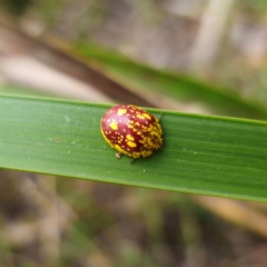 Paropsis maculata at QPRC LGA - 2 Jan 2024