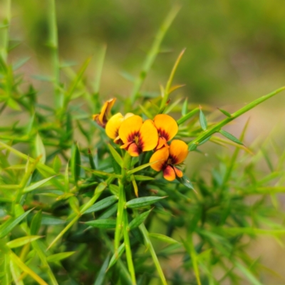 Daviesia ulicifolia (Gorse Bitter-pea) at Monga National Park - 2 Jan 2024 by Csteele4