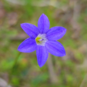 Wahlenbergia sp. at QPRC LGA - 2 Jan 2024