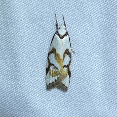 Cosmaresta anarrecta (A Concealer Moth, Wingia Group) at Numeralla, NSW - 28 Dec 2023 by SteveBorkowskis