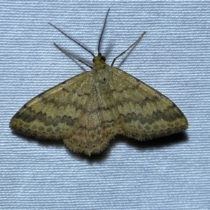 Scopula rubraria at Numeralla, NSW - 28 Dec 2023