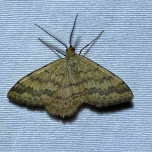 Scopula rubraria at Numeralla, NSW - 28 Dec 2023