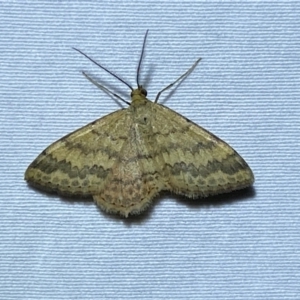 Scopula rubraria at Numeralla, NSW - 28 Dec 2023