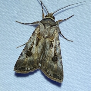 Agrotis munda at Numeralla, NSW - suppressed