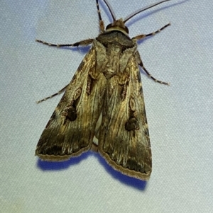 Agrotis munda at Numeralla, NSW - suppressed