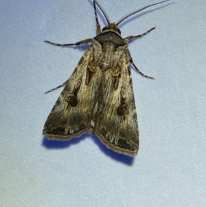 Agrotis munda at Numeralla, NSW - suppressed