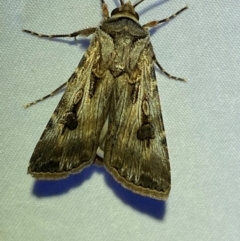 Agrotis munda at Numeralla, NSW - suppressed