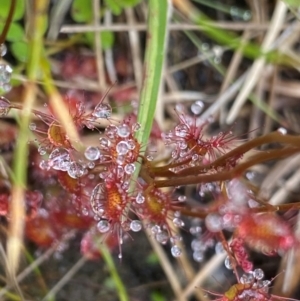 Drosera peltata at Namadgi National Park - 1 Jan 2024