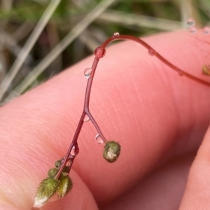 Drosera peltata at Namadgi National Park - 1 Jan 2024