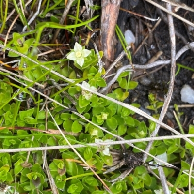 Mitrasacme serpyllifolia (Thyme Mitrewort) at Tharwa, ACT - 1 Jan 2024 by NedJohnston