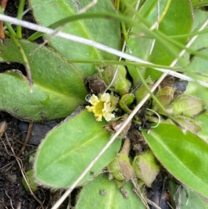 Goodenia montana at Namadgi National Park - 1 Jan 2024 12:16 PM