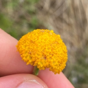 Craspedia crocata at Namadgi National Park - suppressed