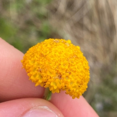 Craspedia crocata (Crimson Billy Buttons) at Tennent, ACT - 1 Jan 2024 by NedJohnston