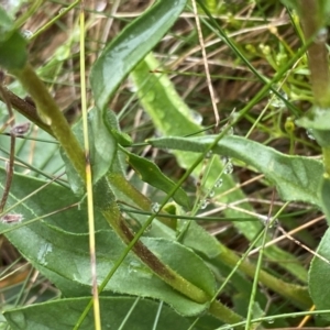 Craspedia crocata at Namadgi National Park - suppressed