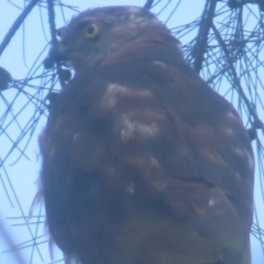 Tachyspiza cirrocephala (Collared Sparrowhawk) at QPRC LGA - 1 Jan 2024 by MatthewFrawley