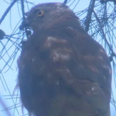 Accipiter cirrocephalus (Collared Sparrowhawk) at QPRC LGA - 1 Jan 2024 by MatthewFrawley