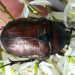 Bisallardiana gymnopleura (Brown flower chafer) at Bombay, NSW - 2 Jan 2024 by jb2602