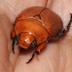 Anoplognathus porosus (Porosus Christmas beetle) at Wanniassa, ACT - 2 Jan 2024 by JohnBundock