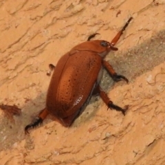 Anoplognathus porosus at Wanniassa, ACT - 2 Jan 2024