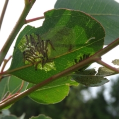 Uraba lugens (Gumleaf Skeletonizer) at Isaacs Ridge and Nearby - 2 Jan 2024 by Mike