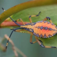 Amorbus sp. (genus) (Eucalyptus Tip bug) at Bombay, NSW - 2 Jan 2024 by jb2602