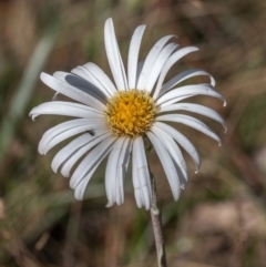 Celmisia tomentella (Common Snow Daisy) at Cotter River, ACT - 1 Jan 2024 by Cmperman