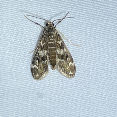 Hygraula nitens (Pond Moth) at Numeralla, NSW - 28 Dec 2023 by SteveBorkowskis