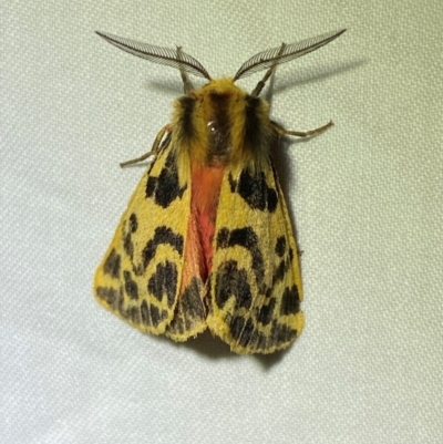 Ardices curvata (Crimson Tiger Moth) at Numeralla, NSW - 28 Dec 2023 by SteveBorkowskis