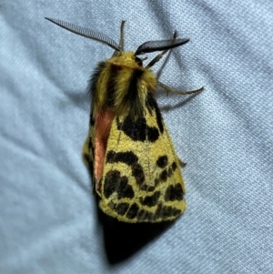 Ardices curvata at Numeralla, NSW - 28 Dec 2023