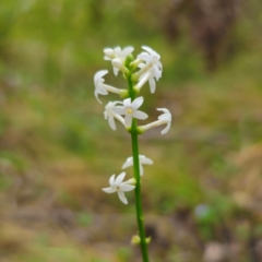 Stackhousia monogyna (Creamy Candles) at Monga National Park - 2 Jan 2024 by Csteele4